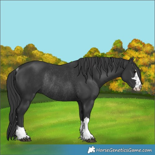 Horse Color:Black Rabicano 