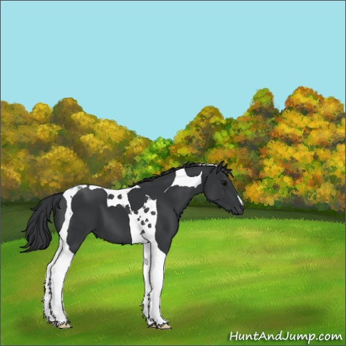 Horse Color:Black Tobiano 