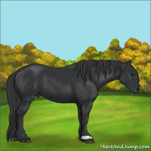 Horse Color:Black 