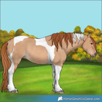 Horse Color:Red Dun Tobiano Rabicano 