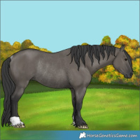 Horse Color:Grullo Rabicano 
