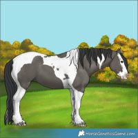 Horse Color:Grullo Splash Tobiano 