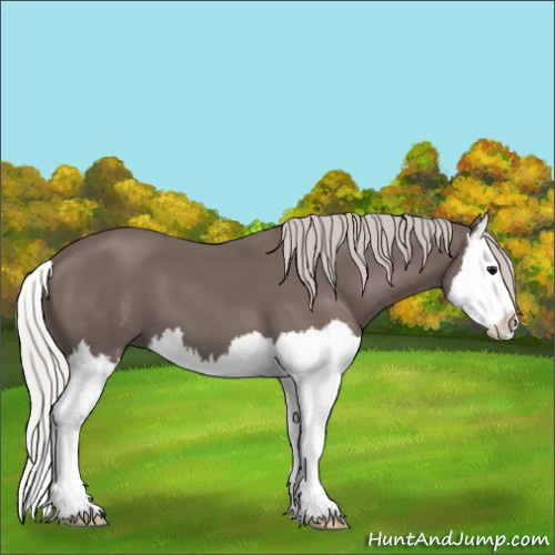 Horse Color:Silver Black Splash 