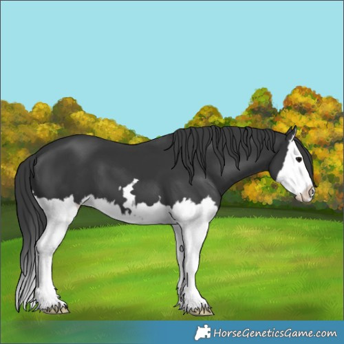 Horse Color:Black Splash 