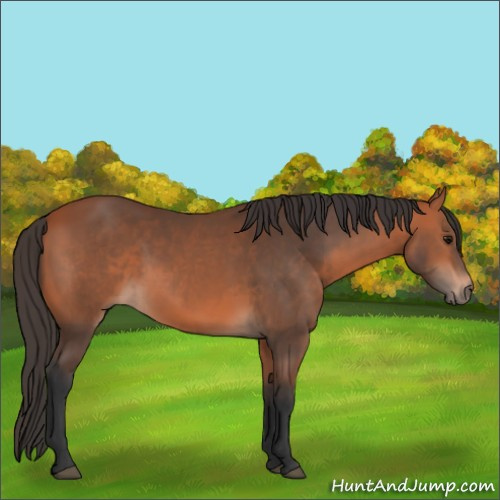 Horse Color:Bay 