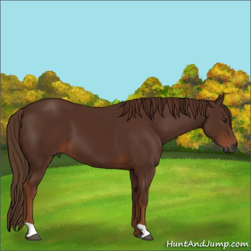 Horse Color:Gray Chestnut 