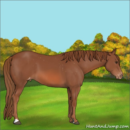 Horse Color:Chestnut Appaloosa 