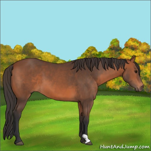 Horse Color:Bay 