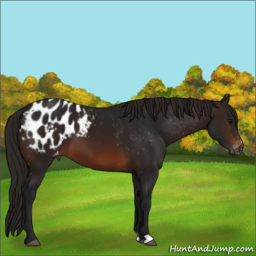 Horse Color:Gray Brown Appaloosa 