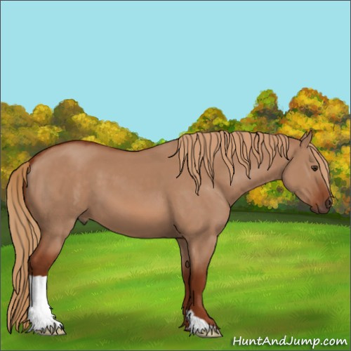 Horse Color:Red Dun 