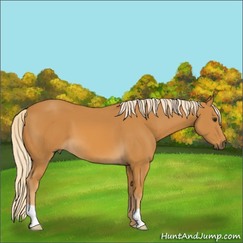Horse Color:Palomino 
