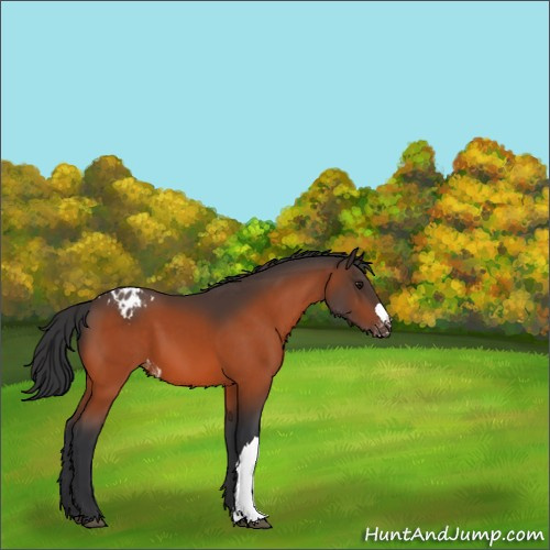 Horse Color:Bay Appaloosa 