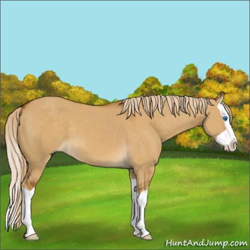 Horse Color:Chocolate Palomino Dun Splash 