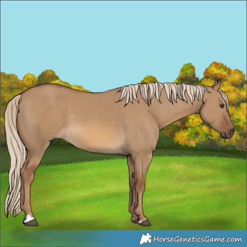 Horse Color:Chocolate Palomino Dun