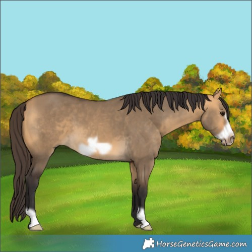 Horse Color:Buckskin Dun Frame 