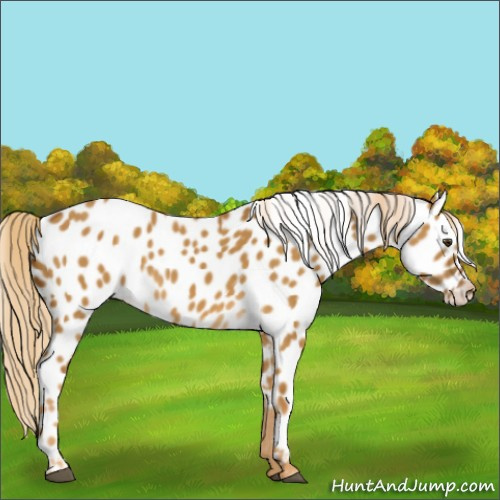 Horse Color:Chocolate Palomino Dun Appaloosa 