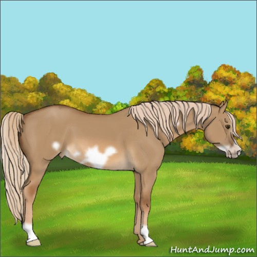 Horse Color:Chocolate Palomino Dun Frame 