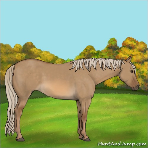 Horse Color:Chocolate Palomino Dun 