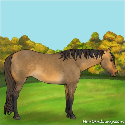 Horse Color:Buckskin Dun