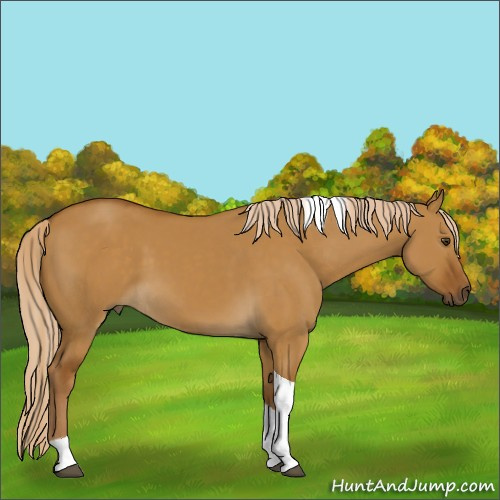 Horse Color:Chocolate Palomino Dun Tobiano 