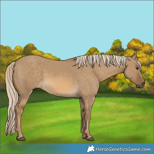 Horse Color:Chocolate Palomino Dun 