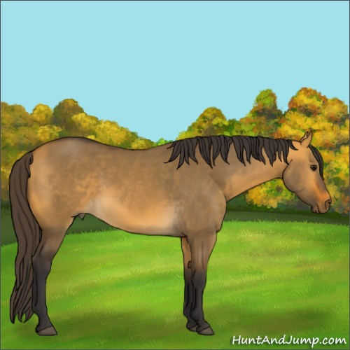 Horse Color:Buckskin Dun 
