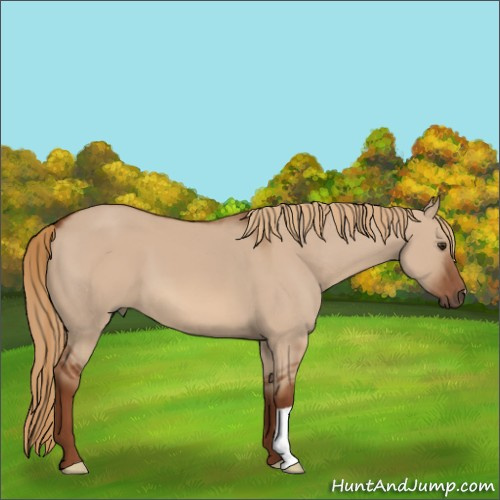Horse Color:Red Dun 
