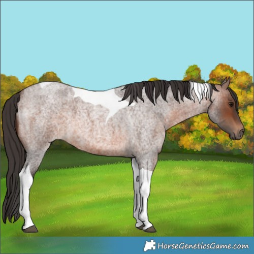 Horse Color:Brown Roan Tobiano 