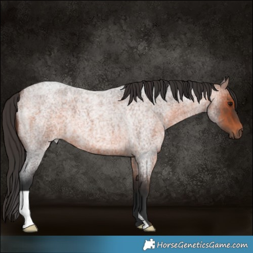 Horse Color:Brown Roan 