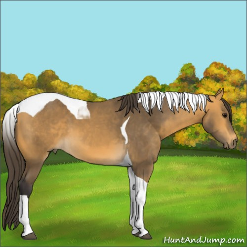 Horse Color:Buckskin Tobiano 