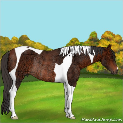 Horse Color:Bay Ice Tobiano Rabicano 