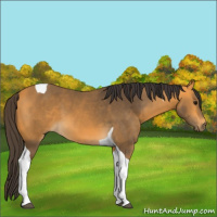 Horse Color:Buckskin Tobiano