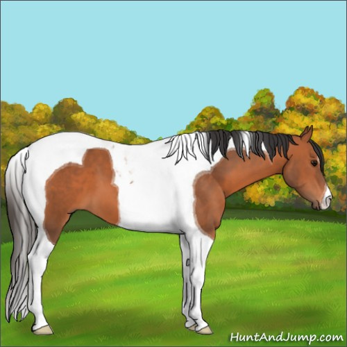 Horse Color:Bay Tobiano 