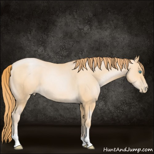 Horse Color:Buckskin Pearl 