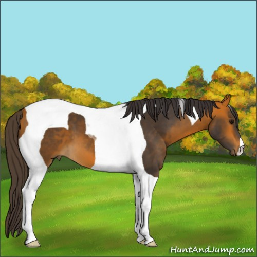 Horse Color:Buckskin Tobiano 