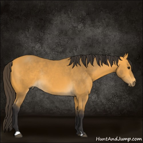 Horse Color:Buckskin Rabicano 