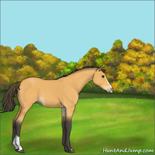 Horse Color:Buckskin Sabino 