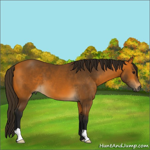 Horse Color:Gray Buckskin 