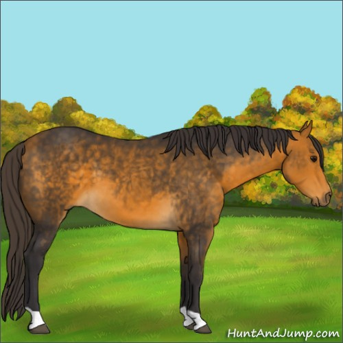 Horse Color:Buckskin 