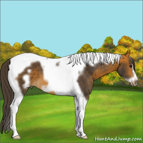 Horse Color:Buckskin Tobiano Frame 