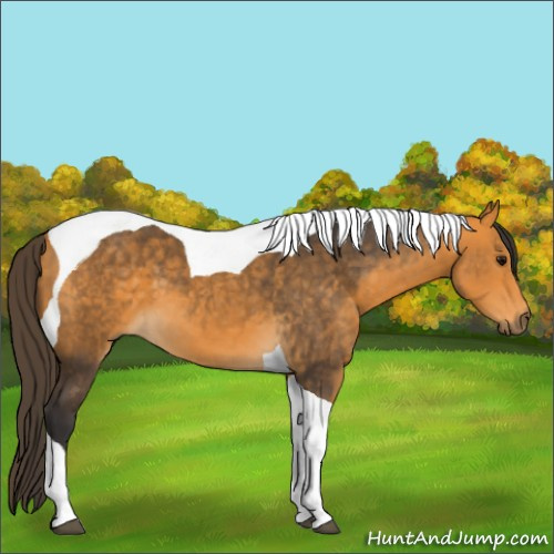 Horse Color:Buckskin Sabino Tobiano 