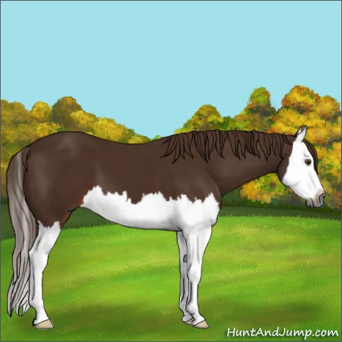Horse Color:Gray Chestnut Splash 