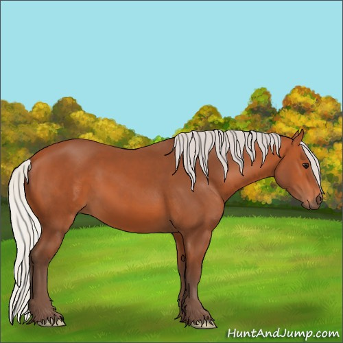 Horse Color:Silver Bay 