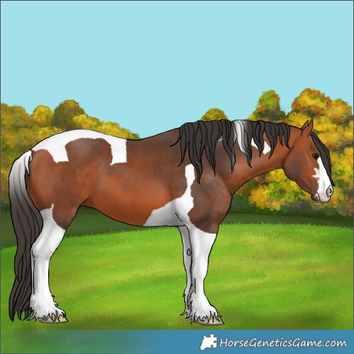 Horse Color:Bay Tobiano 