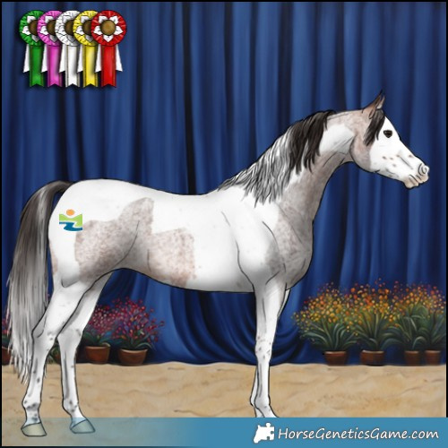 Horse Color:Bay Roan Splash Tobiano 
