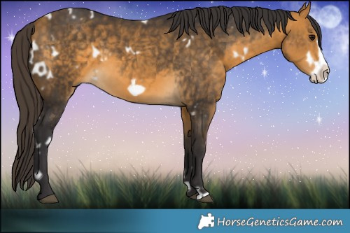 Horse Color:White Spotted Buckskin Frame 