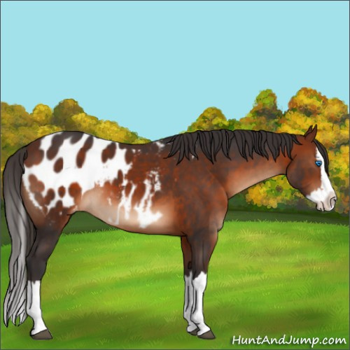 Horse Color:Bay Sabino Splash Appaloosa 