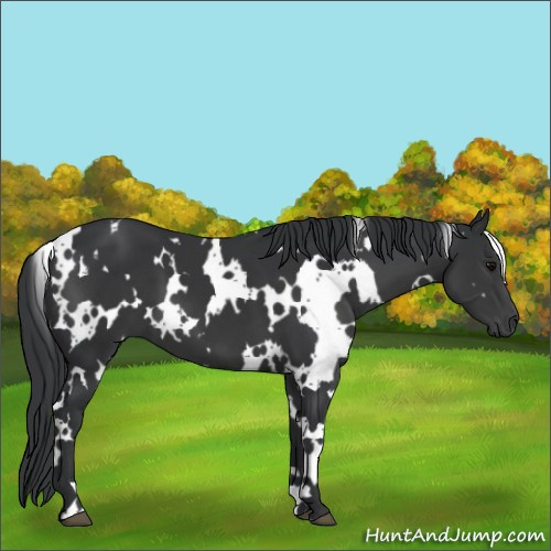 Horse Color:White Spotted Black 