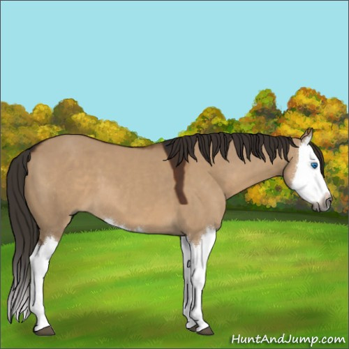 Horse Color:Gray Liver Red Dun Splash 