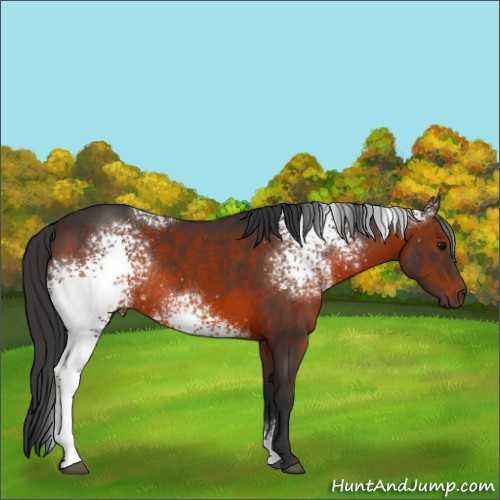 Horse Color:White Spotted Brown Rabicano 